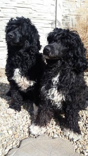 Portugalski pies dowodny