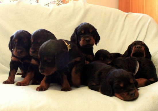 Seter szkocki (Gordon Setter) szczenięta z rodowodem